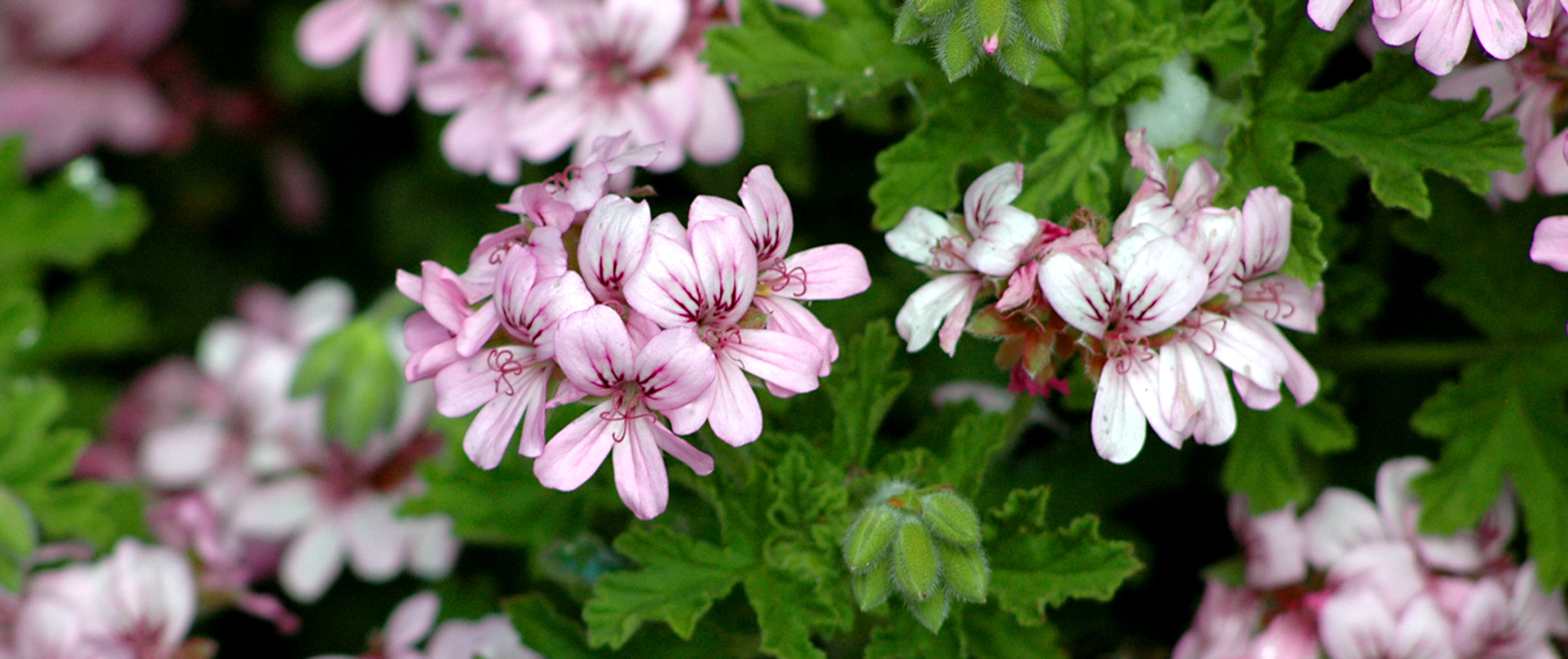 Geranium Flowers